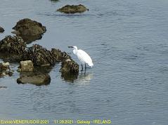 66 - Un buon pesciolino  -  A good little fish